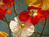 Poppycock Poster Print by Jan McLaughlin - Item # VARPDXM1132D