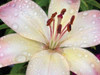 Flower After Rain I Poster Print by Jim Christensen - Item # VARPDXPSCRS183