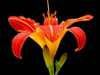 Day Lily II Poster Print by Jim Christensen - Item # VARPDXPSCRS117