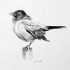 Bird Drawing III Poster Print by Lanie Loreth - Item # VARPDX9550A