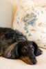 Dachshund Poster Print by Karyn Millet - Item # VARPDXPSMLT143