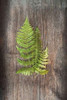 Woodland Fern III Poster Print by Sue Schlabach - Item # VARPDX22497