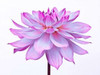 Dahlia Flower Poster Print by  Assaf Frank - Item # VARPDXAF20090807008C01