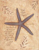 Starfish Poster Print by Stephanie Marrott - Item # VARPDXSM2463