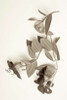Garden Bloom - 5 Poster Print by Alan Blaustein - Item # VARPDXABLF207