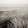 Tuscan Coast Dunes - 2 Poster Print by Alan Blaustein - Item # VARPDXABSH136A