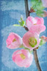 Flowering Quince I Poster Print by Kathy Mahan - Item # VARPDXPSMHN564