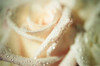 White Rose Poster Print by Erin Berzel - Item # VARPDXPSBZL895