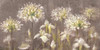 Spring Blossoms Neutral II Poster Print by Danhui Nai - Item # VARPDX22143