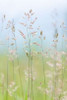 Guillemot Cove Grasses II Poster Print by Kathy Mahan - Item # VARPDXPSMHN438