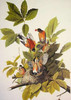American Robin Poster Print by  John James Audubon - Item # VARPDX198042