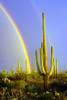 Saguaro Rainbow II Poster Print by Douglas Taylor - Item # VARPDXPSTLR135