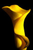 Yellow Lily Poster Print by Tammy Putman - Item # VARPDXPSPTM126