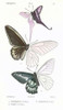 Butterflies, Plate 17 Poster Print by  Emile Blanchard