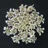 Queen Anne''s Lace I Poster Print by Jim Christensen - Item # VARPDXPSCRS179