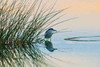 Bird II Poster Print by Lee Peterson - Item # VARPDXPSPSN161