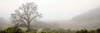 Oak Tree - 55 Poster Print by Alan Blaustein - Item # VARPDXABSFH60
