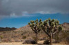 Joshua Tree IV Poster Print by Erin Berzel - Item # VARPDXPSBZL342