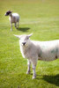 Pasture Sheep IV Poster Print by Karyn Millet - Item # VARPDXPSMLT296