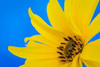 Sunflower on Blue III Poster Print by Kathy Mahan - Item # VARPDXPSMHN453