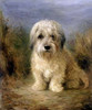 A Dandie Dinmont Poster Print by  Lilian Cheviot - Item # VARPDX264711
