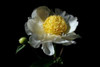 White Peony I Poster Print by Tammy Putman - Item # VARPDXPSPTM135