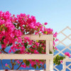 Santorini Blooms Poster Print by  Sylvia Coomes - Item # VARPDXS1428D