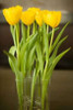 Yellow Tulips Poster Print by Karyn Millet - Item # VARPDXPSMLT258