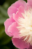 Pink and White Peony II Poster Print by Karyn Millet - Item # VARPDXPSMLT231