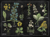 Botanical Floral Chart I Black and White Poster Print by Wild Apple Portfolio - Item # VARPDX21975