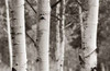Aspens  IV Poster Print by Debra Van Swearingen - Item # VARPDX23508