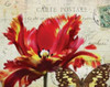 Carte Postale Tulip I Poster Print by Amy Melious - Item # VARPDXMEL470
