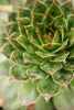 Sempervivum Succulent III Poster Print by Erin Berzel - Item # VARPDXPSBZL862