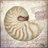 Beach Shell III Poster Print by Elizabeth Medley - Item # VARPDX9341B