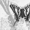 Butterflies Studies II Poster Print by Patricia Pinto - Item # VARPDX6230C