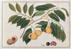Nutmeg Poster Print by  19th C Anonymous - Item # VARPDXBM15