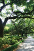 Savannah Sidewalk II Poster Print by Alan Hausenflock - Item # VARPDXPSHSF142