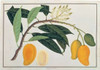Mango Poster Print by  19th C Anonymous - Item # VARPDXBM13