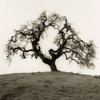 Hillside Oak Tree Poster Print by Alan Blaustein