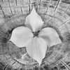 Bloom I Poster Print by Kathy Mahan - Item # VARPDXPSMHN219