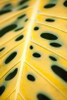 Tropical Leaves III Poster Print by Karyn Millet - Item # VARPDXPSMLT218