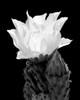 Beaver Tail Cactus Flower BW Poster Print by Douglas Taylor - Item # VARPDXPSTLR479