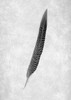 Feathers - 4 Poster Print by Alan Blaustein - Item # VARPDXABSLF113
