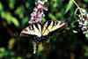 Black Swallowtail I Poster Print by Alan Hausenflock - Item # VARPDXPSHSF643