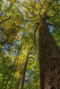 Tulip-Poplar Tree I Poster Print by Kathy Mahan - Item # VARPDXPSMHN522