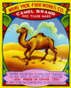 Wang Yick Fireworks Camel Brand Poster Print by Unknown - Item # VARPDX374992