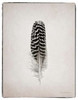 Feather I BW Poster Print by Debra Van Swearingen - Item # VARPDX22285