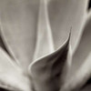 Florison - 42 Poster Print by Alan Blaustein