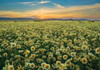 Carrizo II Poster Print by Mark Geistweite - Item # VARPDXPSGWT107