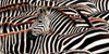 Herd of zebras Poster Print by Pangea Images - Item # VARPDX2AP3337